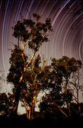 OB144 Moonlit River Red Gums, Flinders Ranges, South Australia